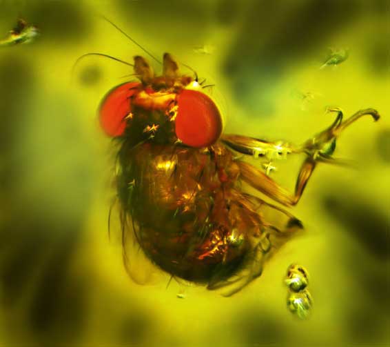 Nursing2001 cover illustration: A Look InsideA view of the head through layers of bone, arteries, veins and to the brain itself.