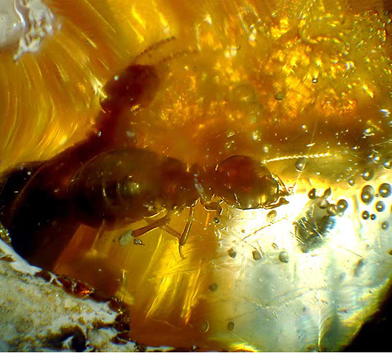Termite in amber